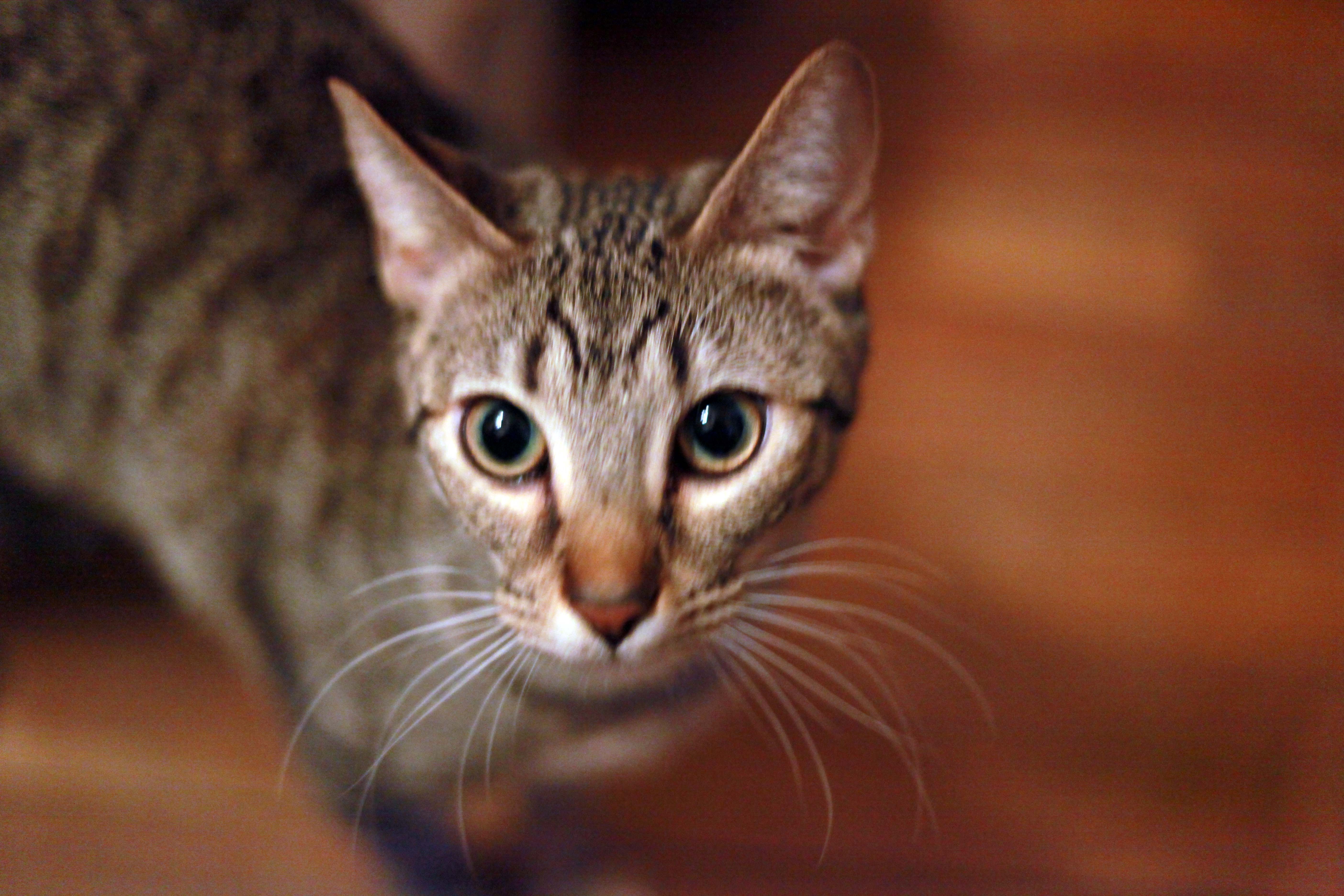 Photo of my bengel mix cat, Julia Child Sugarbaker