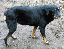 Photo of my rotty, Lucy