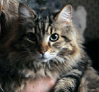 Photo of my Maine Coon mix cat, Petunia Blossom.