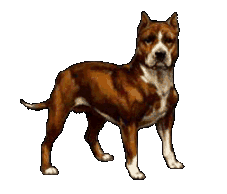 Animated gif of Pit Bull