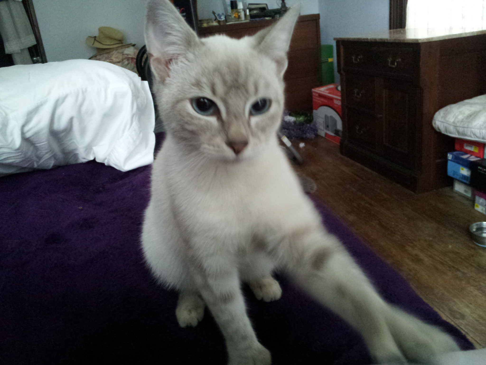 Photo of my Siamese mix cat, Sienna